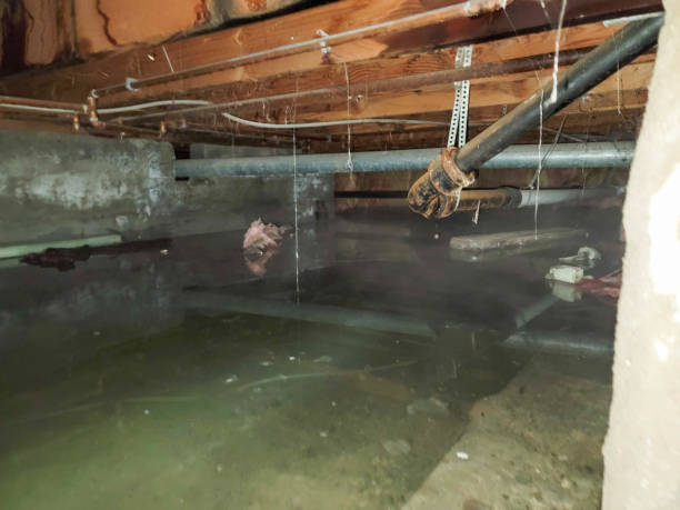 Best Mold removal after water damage  in Nahunta, GA